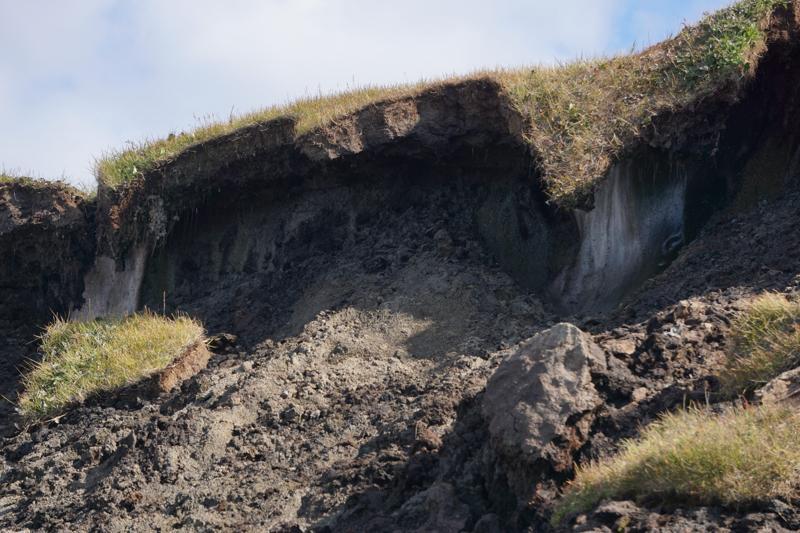 Wedges of ice, features of the ice-rich permafrost that underlies Utqiagvik, are exposed on Aug. 2 on an eroding beach bluff. A record rainfall the week before in the northernmost U.S. community helped speed up thaw, sending chunks of sod-topped soil downhill. (Photo by Yereth Rosen/Alaska Beacon)